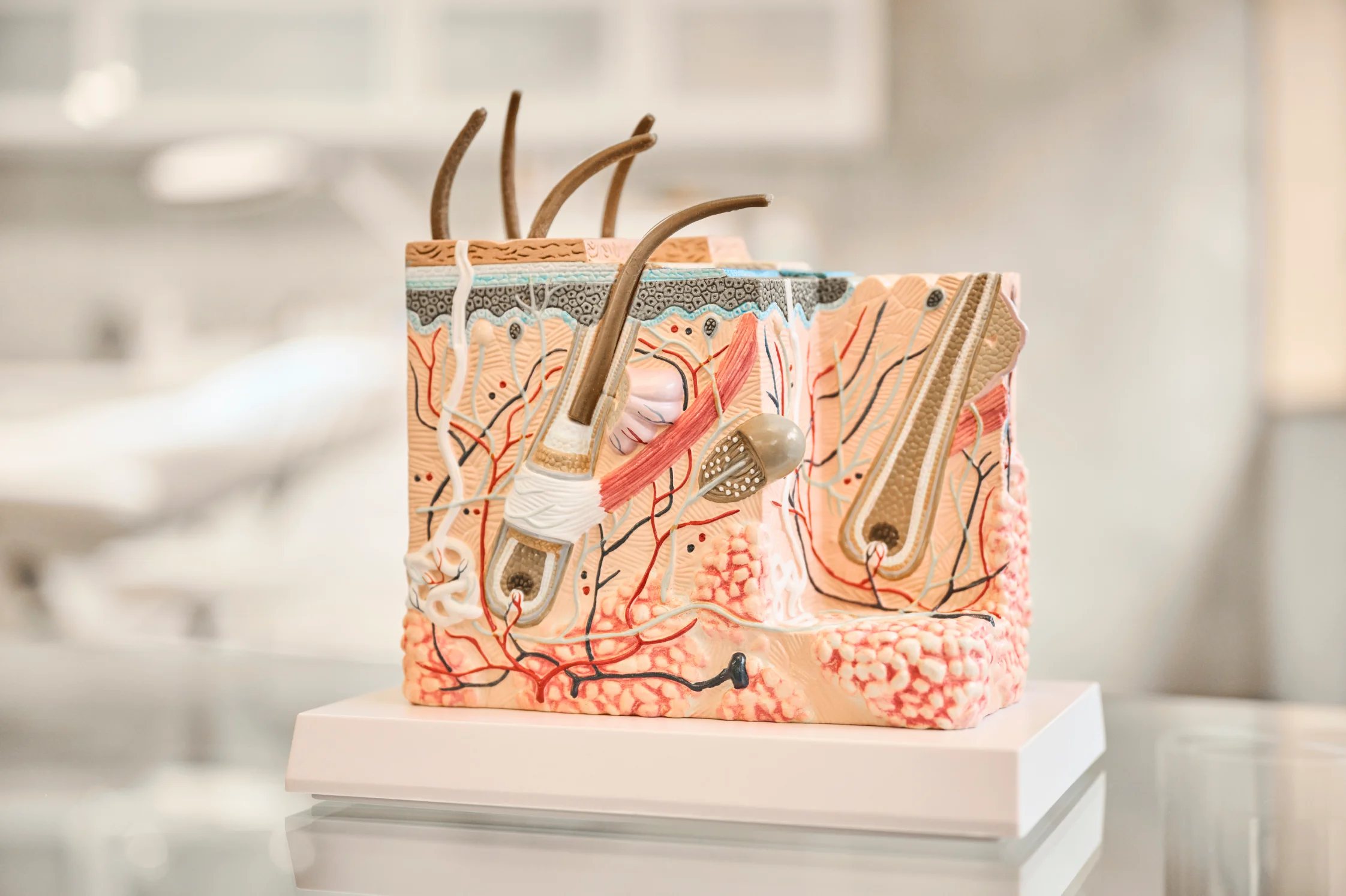 Querschnitt der Haut in der Praxis Schönheilen für ästhetische Medizin in Weilheim